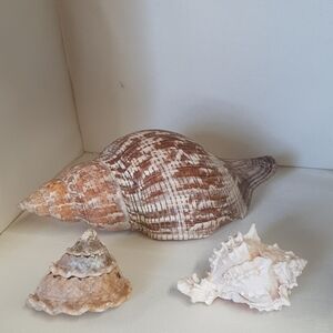 3PC Seashells, Tulip, Wavy Turban, Murex